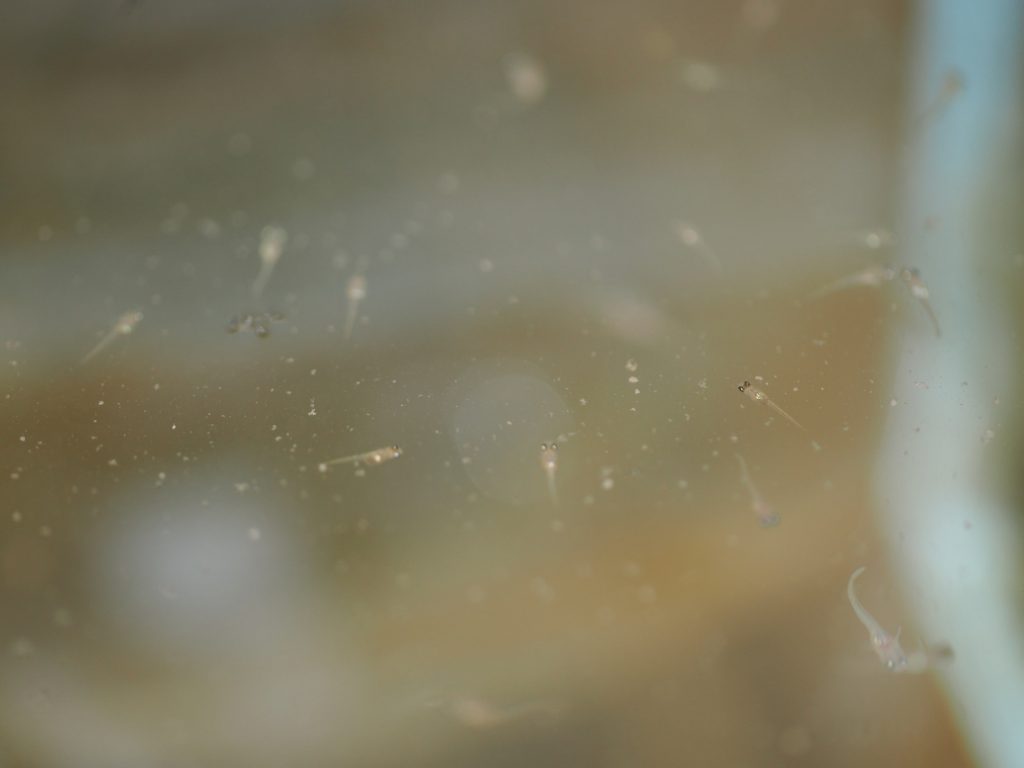 メダカ稚魚の周りにある白い粉が餌です