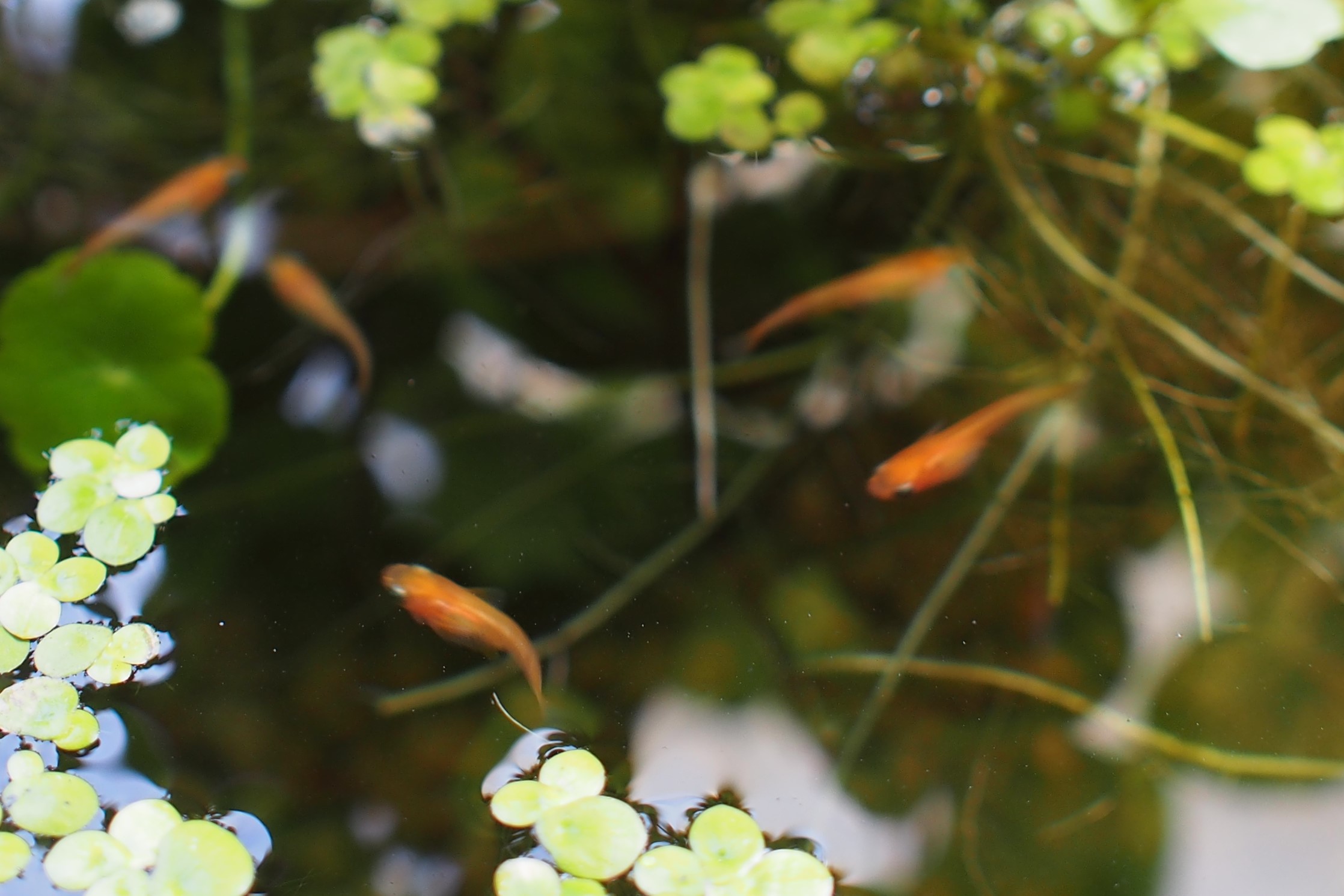 水槽の底に茶色いもやもやした汚れがあったら水換えのサイン！