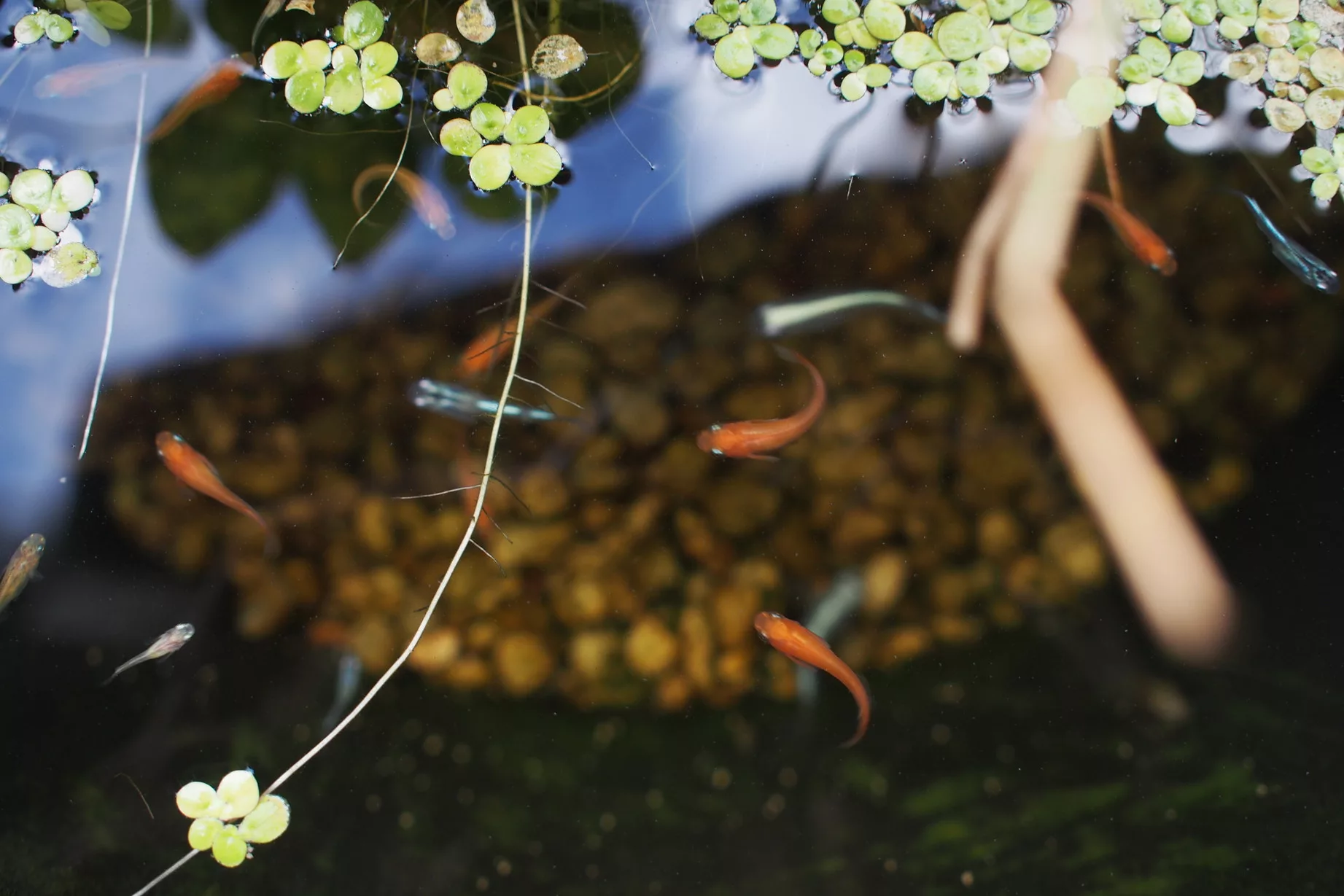 魚を飼育する上で欠かせないのが水換え けっこう重労働なんですよね メダカビオトープは水換え不要 水換え方法は という疑問について考えます めだか水産 広報部