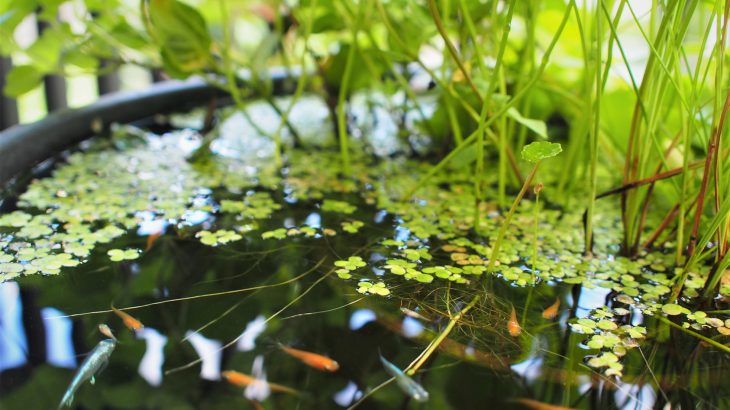 ベランダメダカビオトープにはこんな風景が広がっています