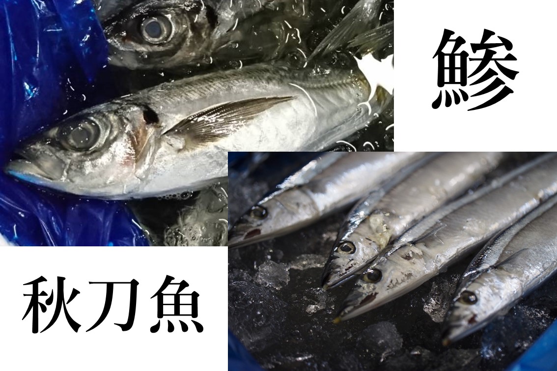 日本の大衆魚『アジ』と秋の味覚『サンマ』/味や特徴の違いを解説します