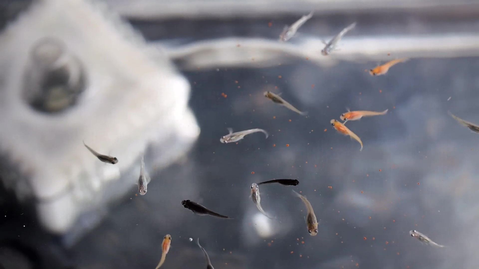 Comment élever des œufs et des alevins de poissons tueurs japonais (Oryzias latipes).