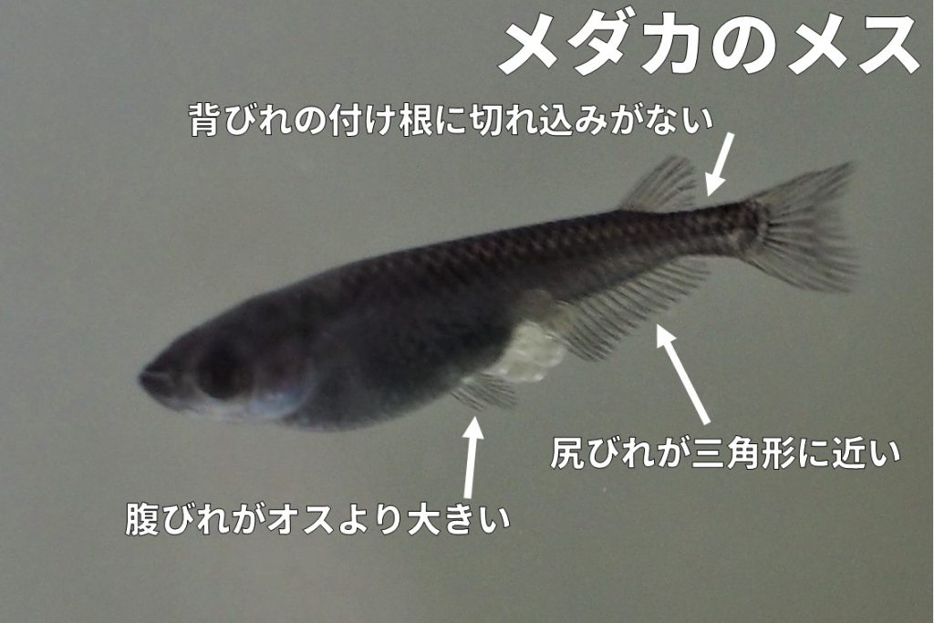 Female Orochi killifish