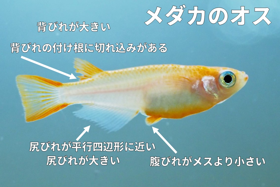 Come allevare le uova di killifish (Oryzias latipes) e le differenze tra maschi e femmine.