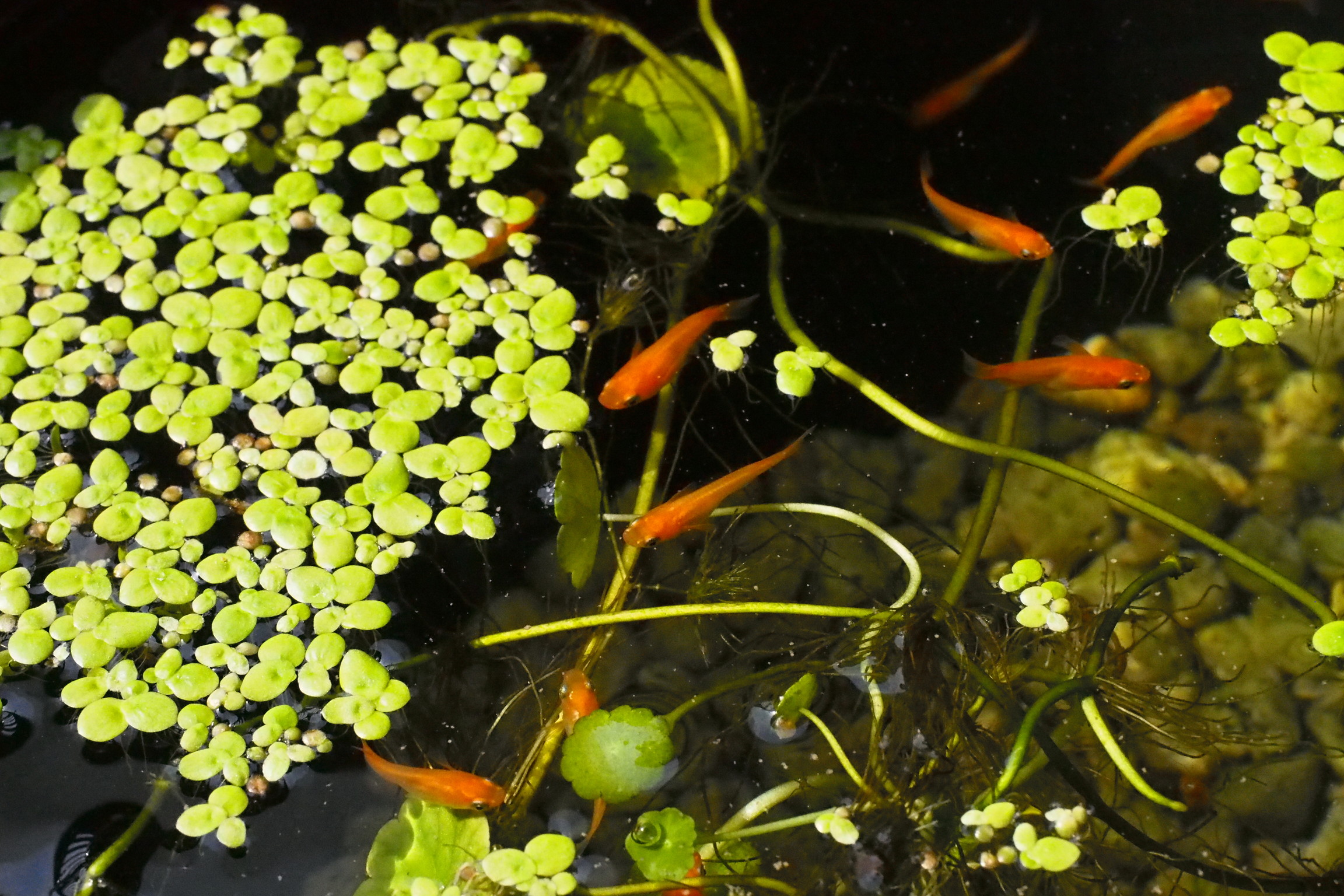 餌やり 水替え 産卵 稚魚の育て方 メダカの飼育にまつわる疑問を解消 めだか水産 広報部