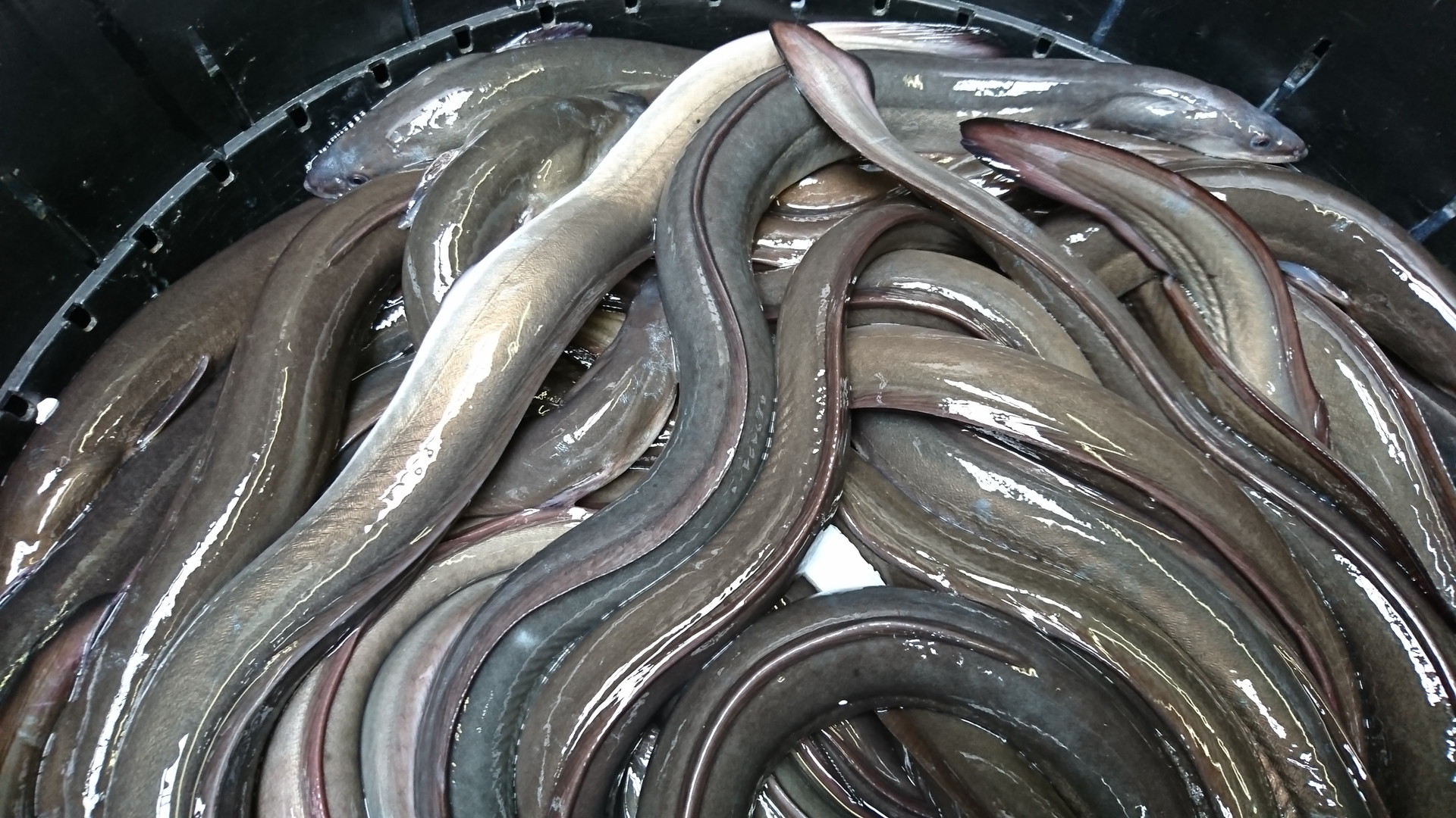 シラスウナギって知ってますか？密漁･密売･密輸が行われる超高級魚なうなぎの稚魚です
