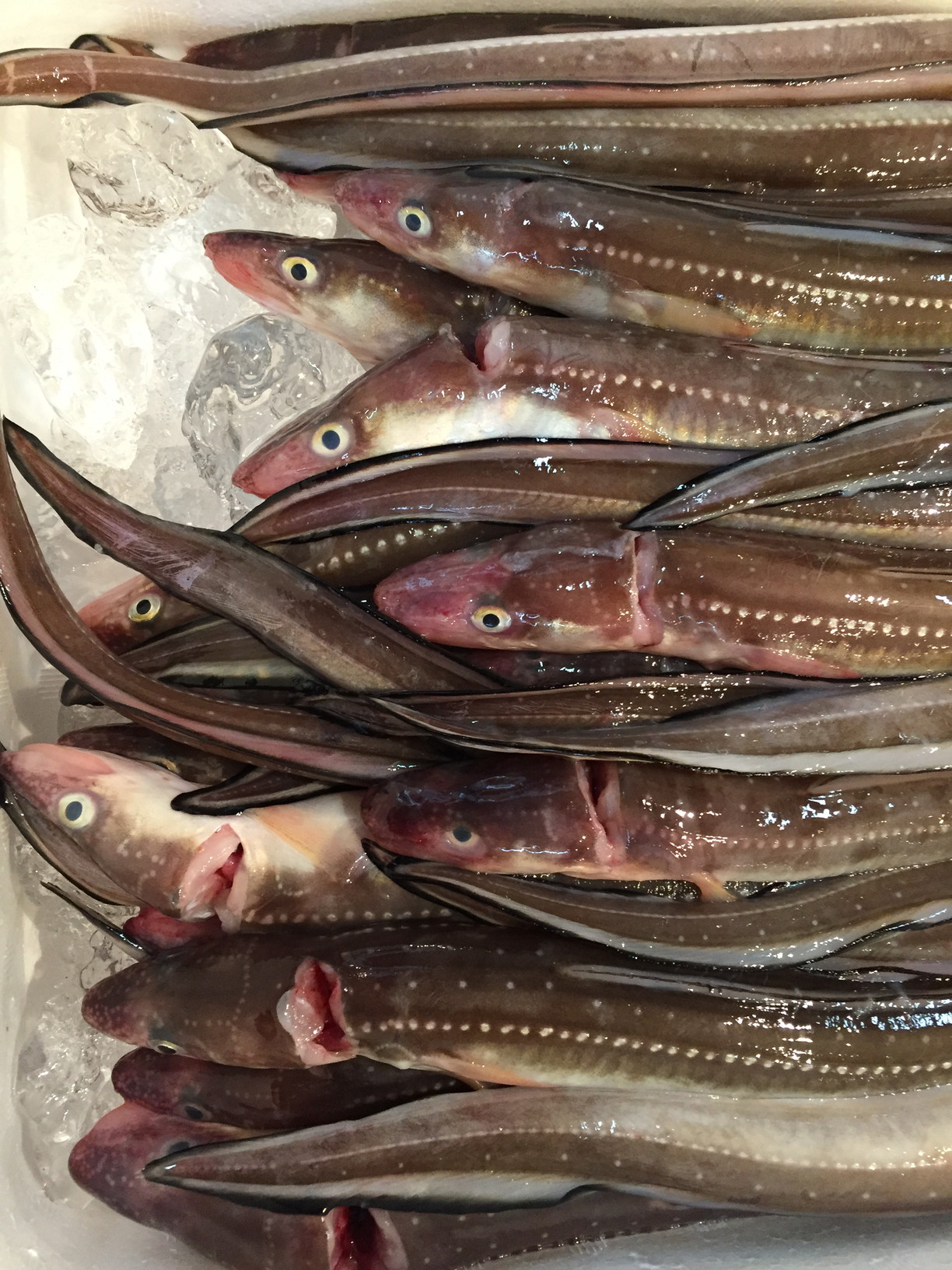 おじさんってどんな魚 2種類いるの 実は美味しい高級魚 オススメ料理も紹介 めだか水産 広報部