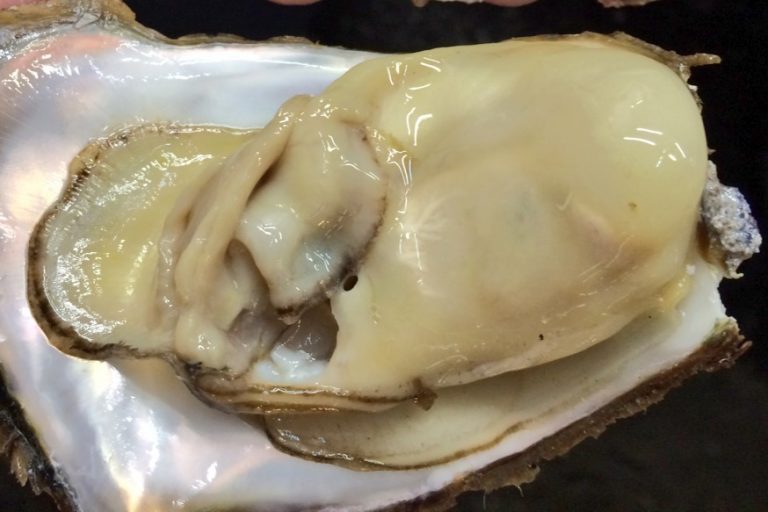 アニサキス 牡蠣 牡蠣に寄生虫がいることは？症状や対処法など
