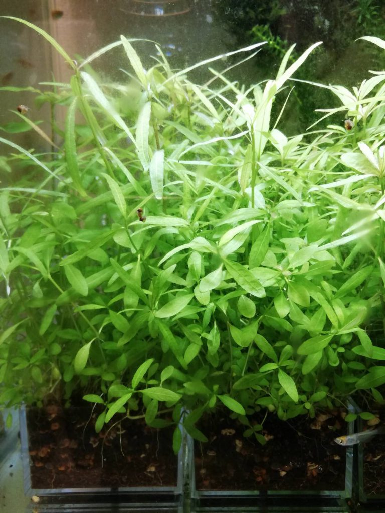 種から育てる水草　プレミアムシード　水草の種5g