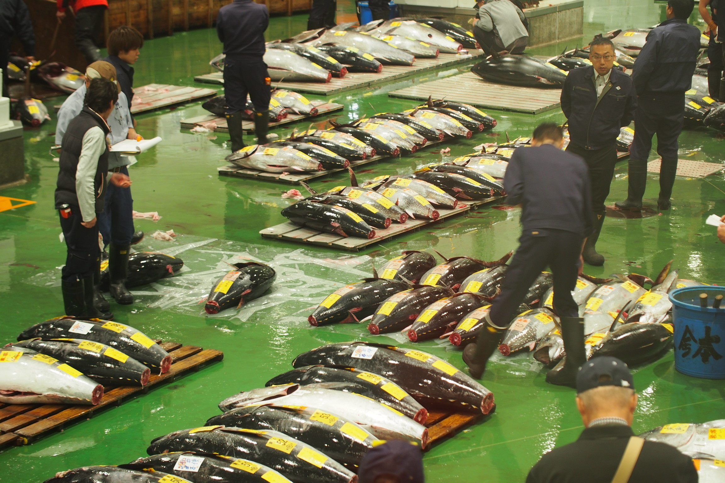Resumen de cómo visitar la subasta de atún en el mercado de Toyosu Levántese temprano para ver una subasta real de cerca.