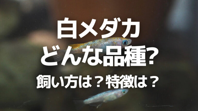 白メダカとは 基本的な飼い方や幹之メダカとの違い