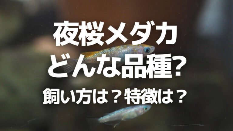 夜桜メダカとは 基本的な飼い方や混泳できる生き物 飼育方法と