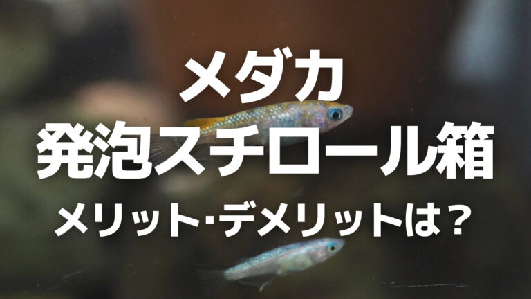 メダカの屋外飼育には発泡スチロールがおすすめ！メリットとデメリットは？