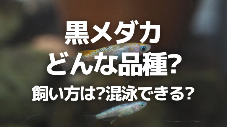 黒メダカとは 基本的な飼い方や混泳できる生き物 飼育方法と