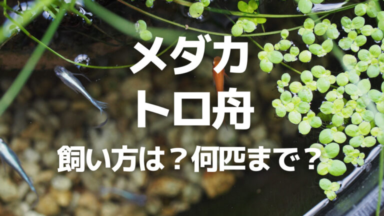 トロ舟でメダカを飼うならビオトープがおすすめ 何匹まで飼える