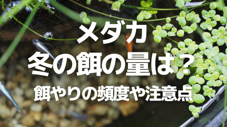 メダカの冬の餌やり頻度や量は 与えすぎや食べ残しに注意