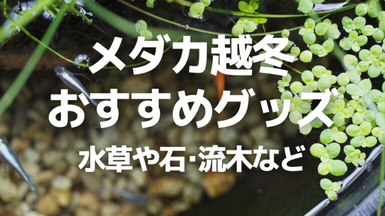 メダカの越冬におすすめのグッズを紹介 水草や石は注意が必要 めだか水産 広報部