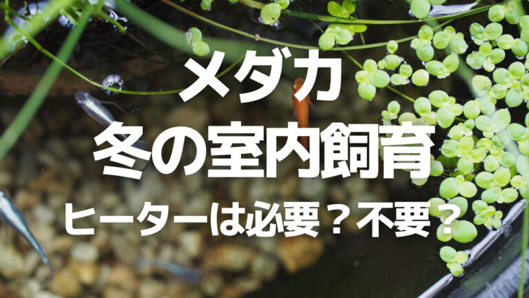 冬のメダカ室内飼育のポイント ヒーターは必要 不要